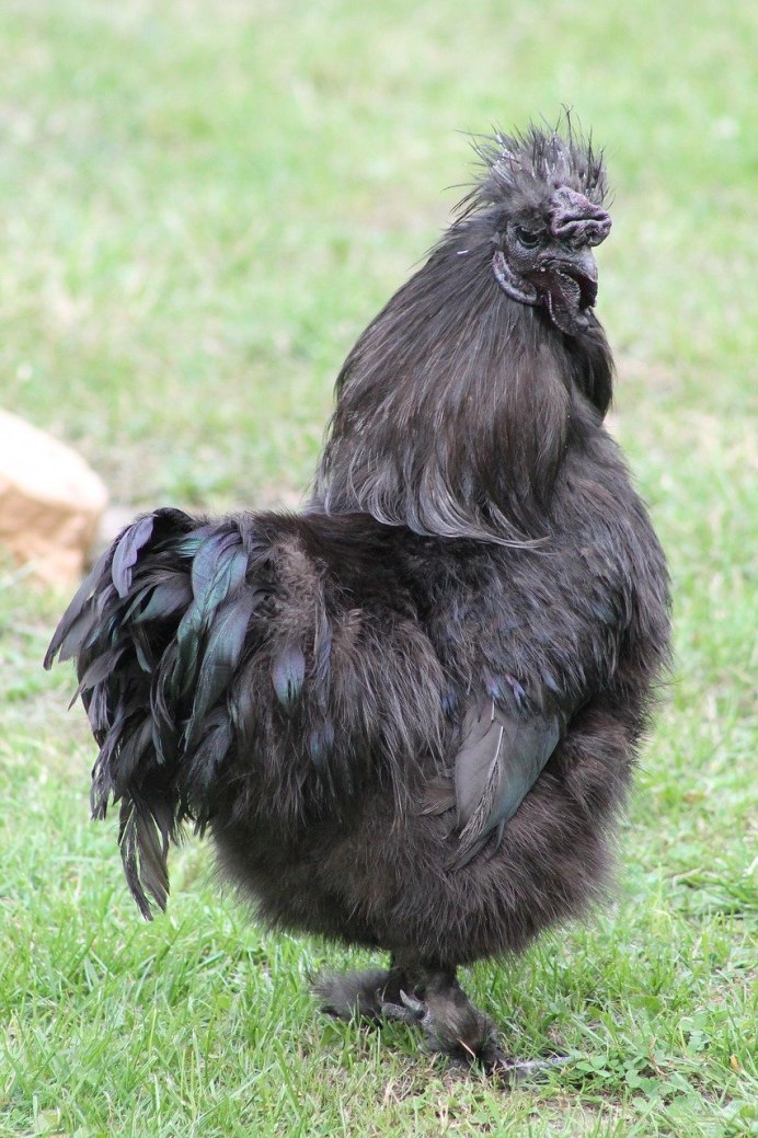 Китайская шелковая куропатчатая