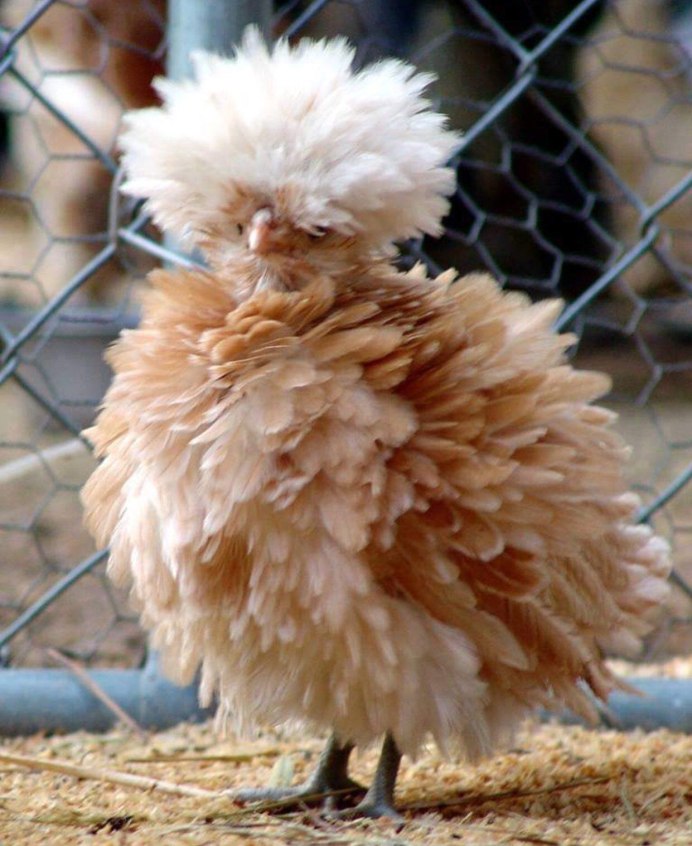 Сибирская хохлатая курица