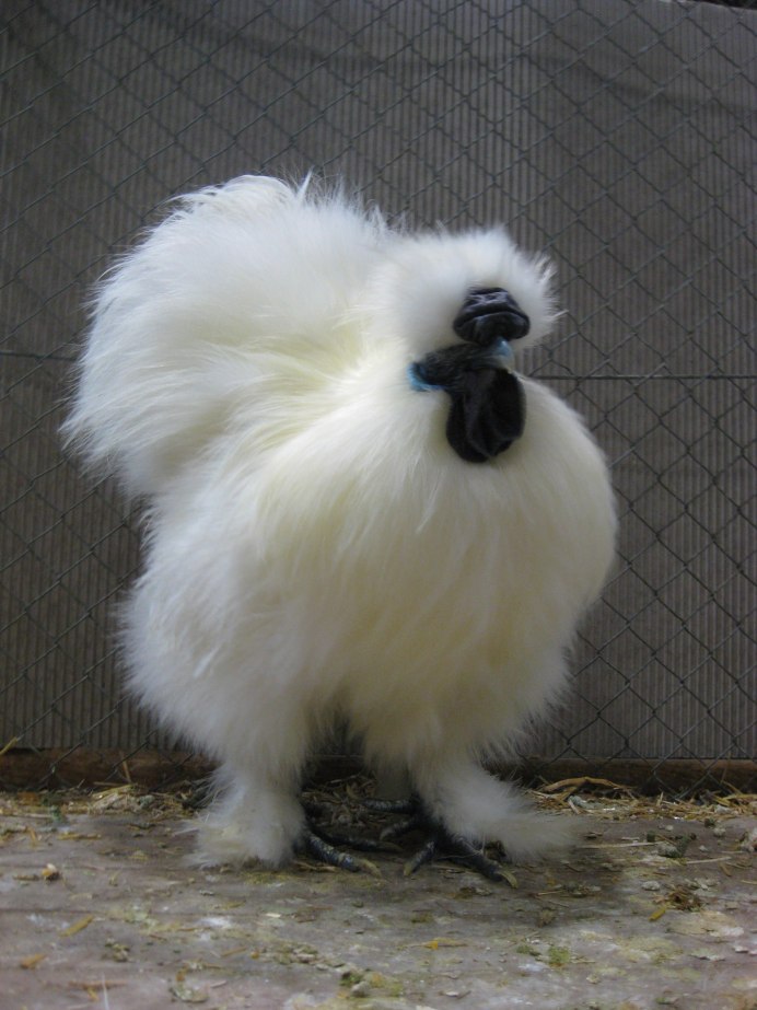 КША порода кур