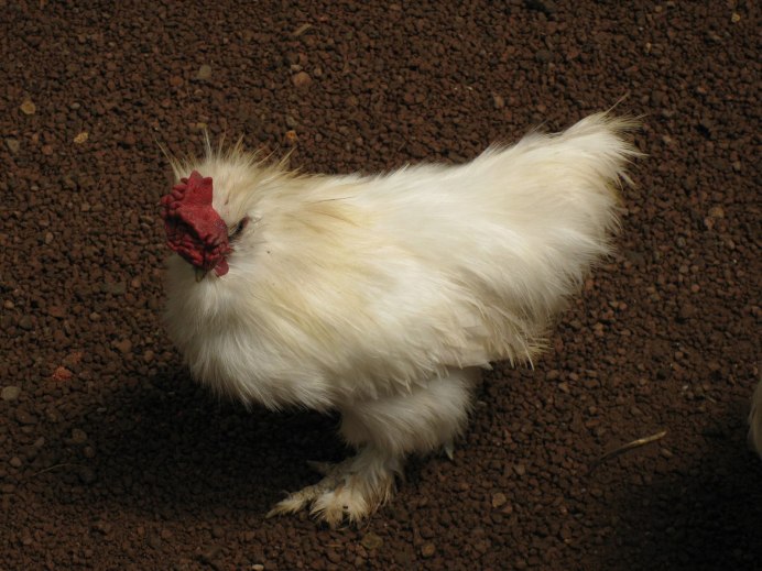 Курица лохматая белая лохматая