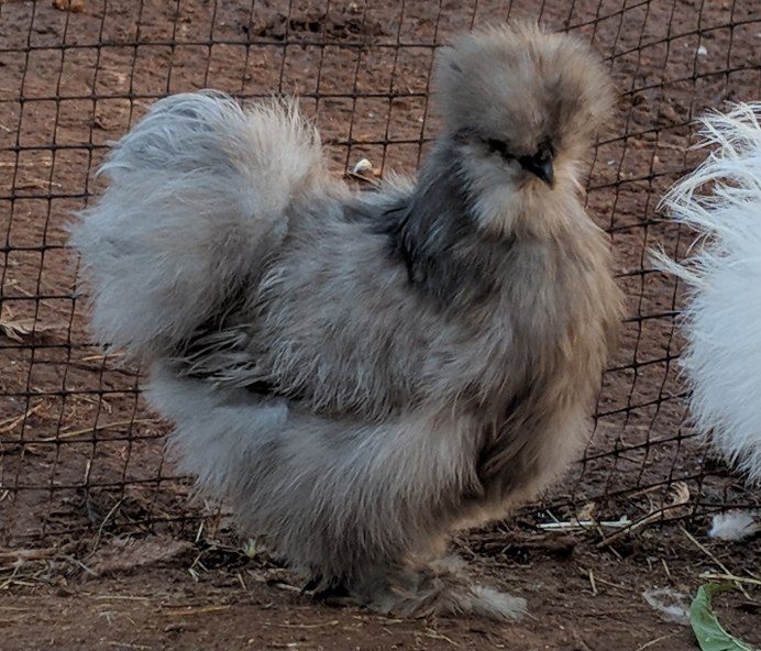 Китайская шелковая куропатчатая