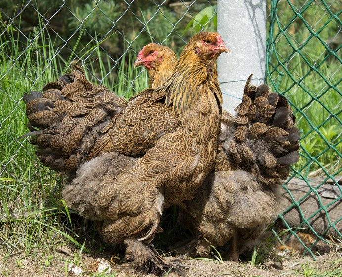 Китайская хохлатая курица