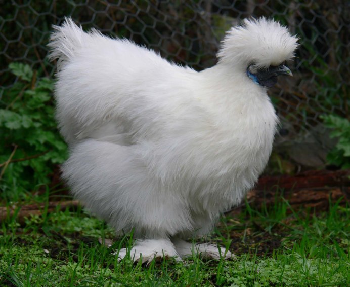 Падуан Шамоа кучерявый