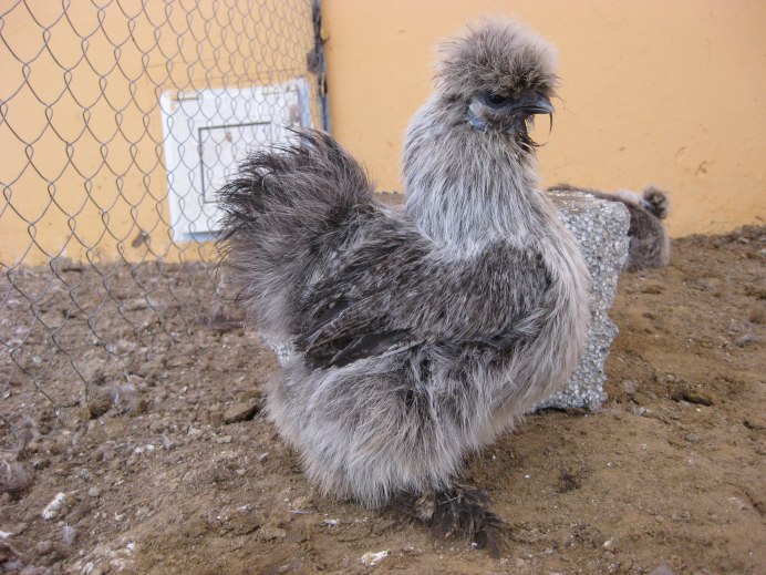 Куры с лохматыми ногами