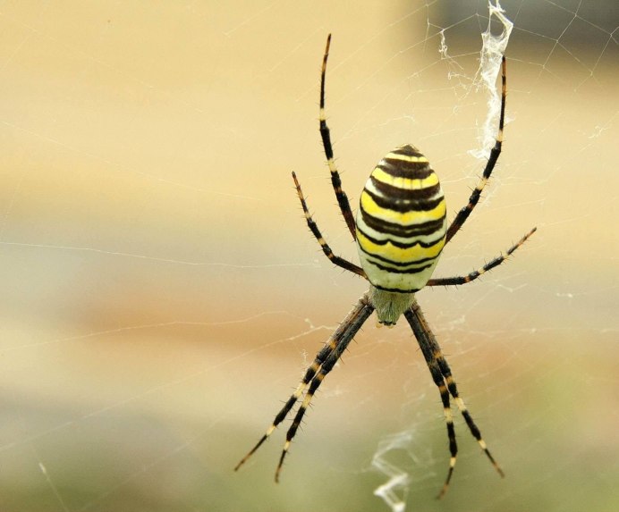 Аргиопа Брюнниха (Argiope bruennichi)