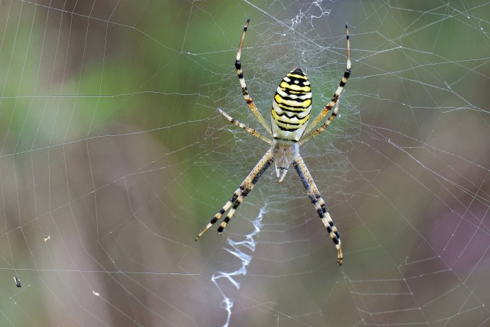 Аргиопа Брюнниха (Argiope bruennichi)