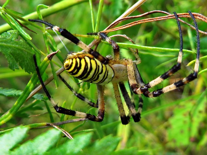 Argiope bruennichi паук