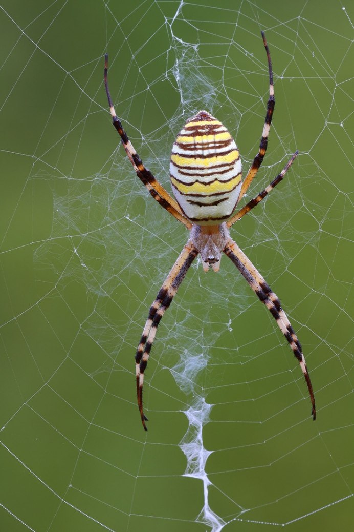 Аргиопа Брюнниха (Argiope bruennichi)