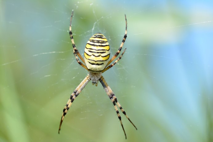Аргиопа Брюнниха Argiope bruennichi (Scopoli, 1772) паук-Оса