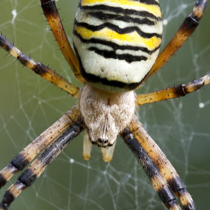 Аргиопа Брюнниха (Argiope bruennichi)