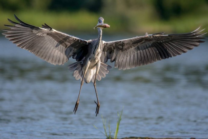 Птица Ardea cinerea