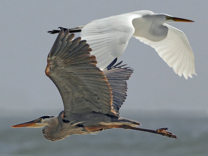Heron Аист