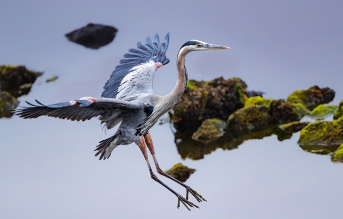 Great Blue Heron птица