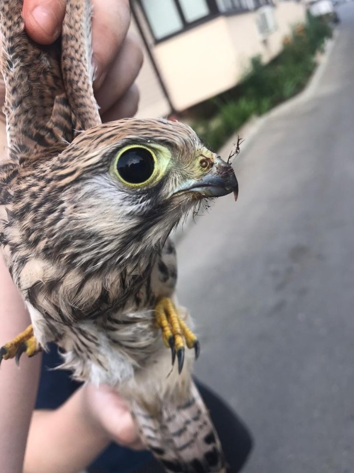 Птенец Сапсана