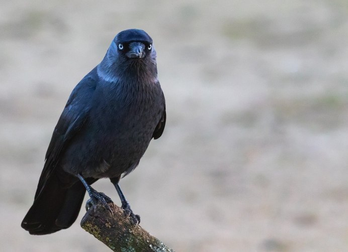 Галка (Coloeus monedula, Corvus monedula)