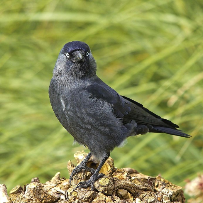 Га́лка Corvus monedula