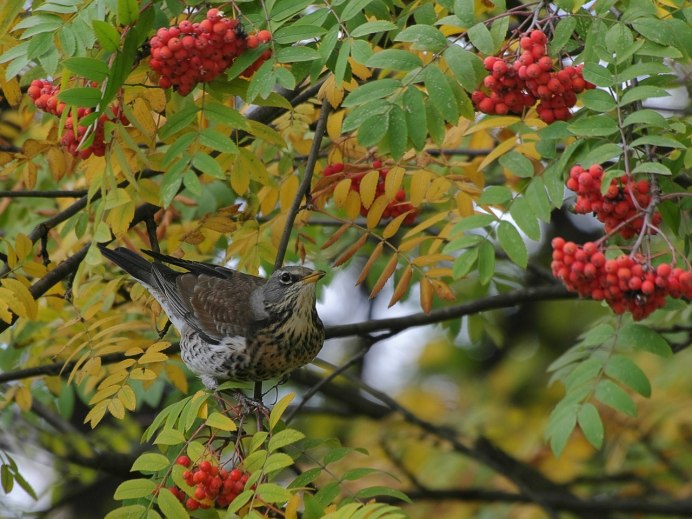 Дрозд-рябинник (turdus pilaris)