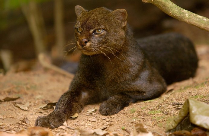 Ягуарунди кошка