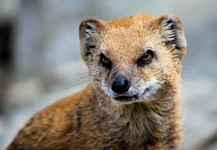 Королевский Мангуст