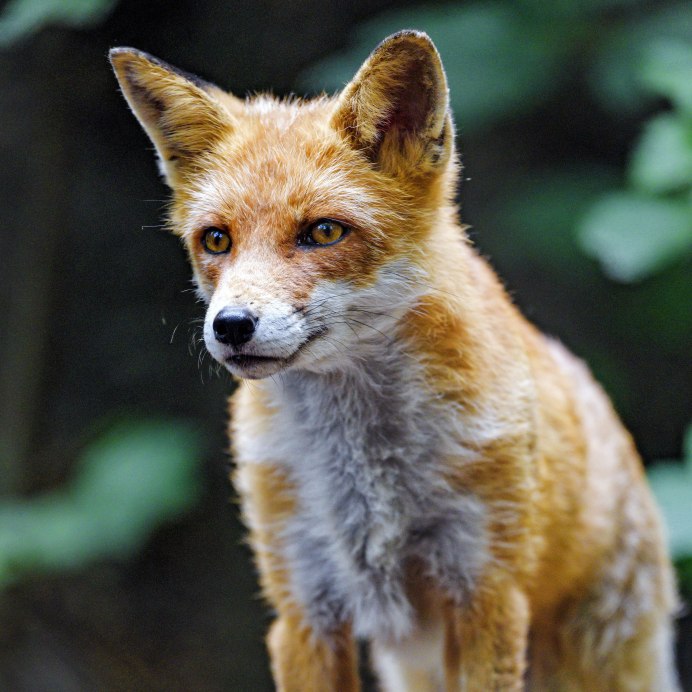 Fuchs лиса