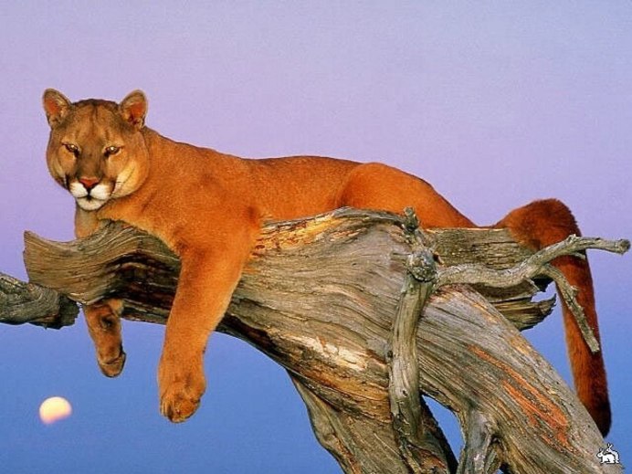 Ginger кошка
