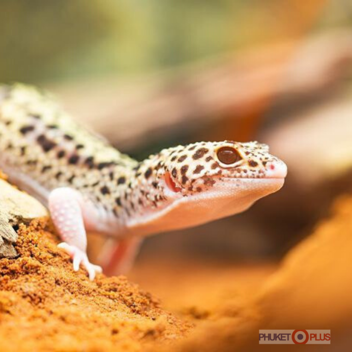 Seth Gecko