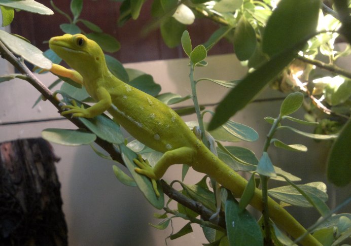 Карликовый геккон (Sphaerodactylus ariasae)
