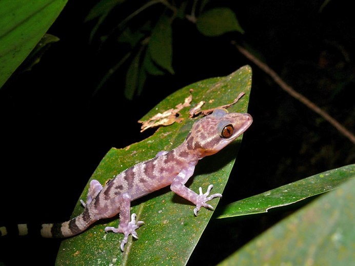 Cyrtodactylus irianjaynensis