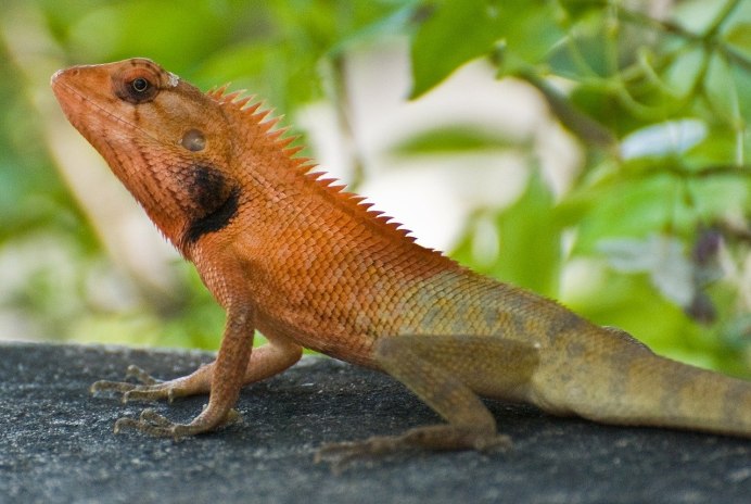 Геккон Cnemaspis selenolagus
