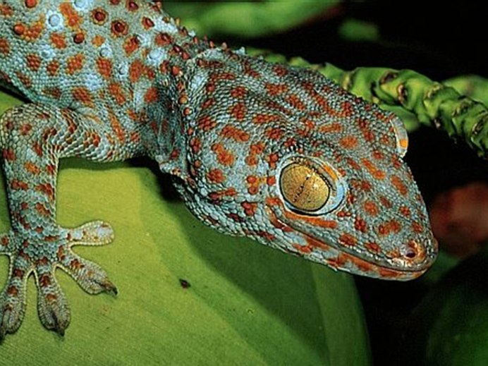Spotted Leopard Gecko