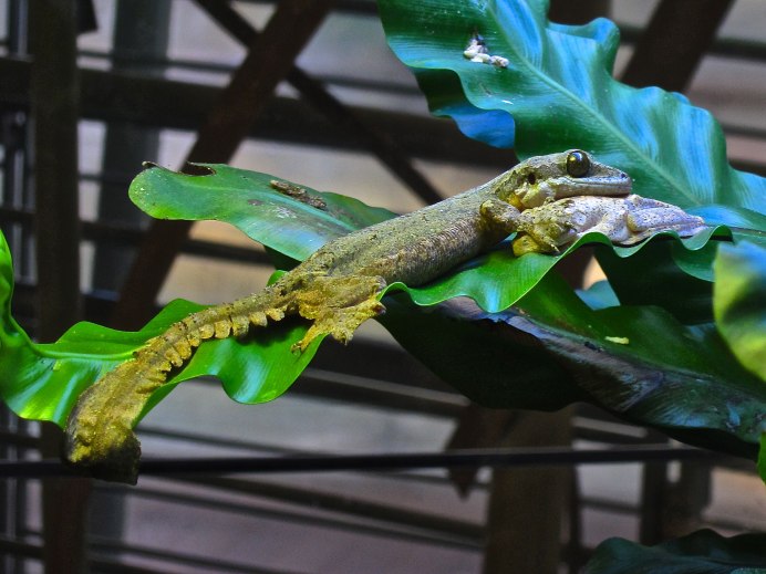 Королевский геккон