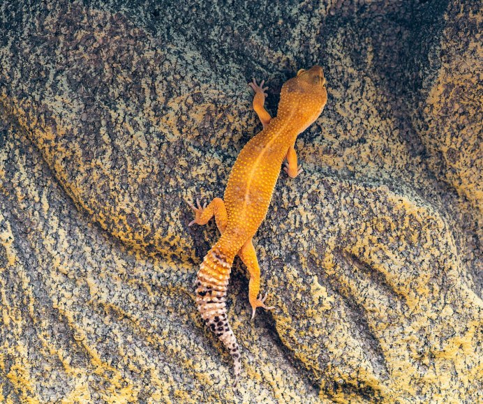 Hemidactylus turcicus