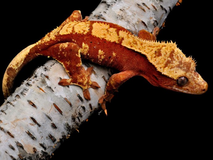 Hemidactylus mabouia