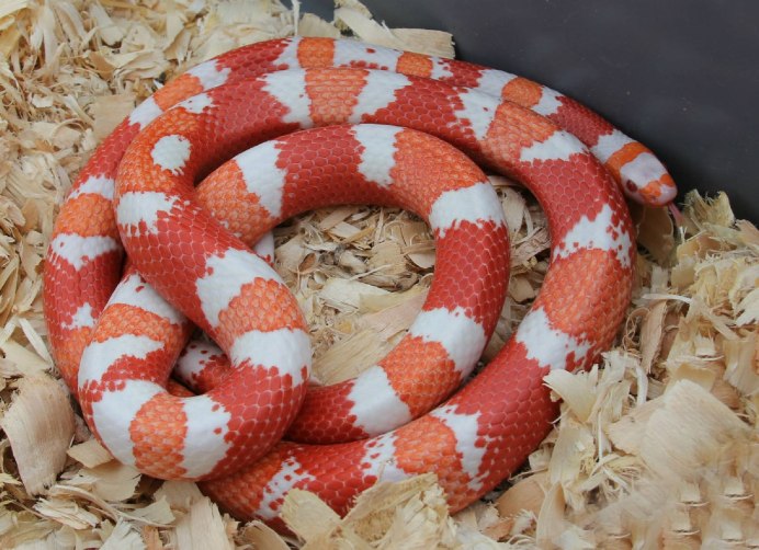 Lampropeltis thayeri