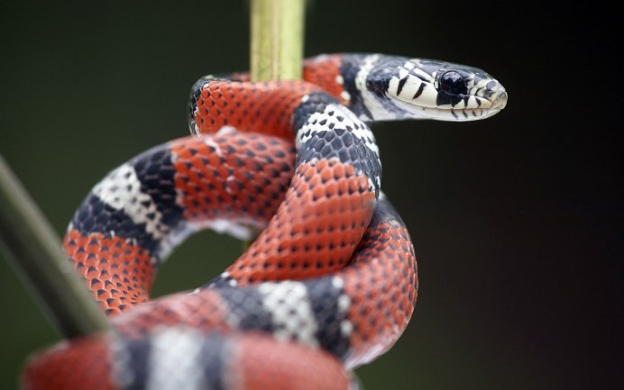 Кустарниковая гадюка (Atheris