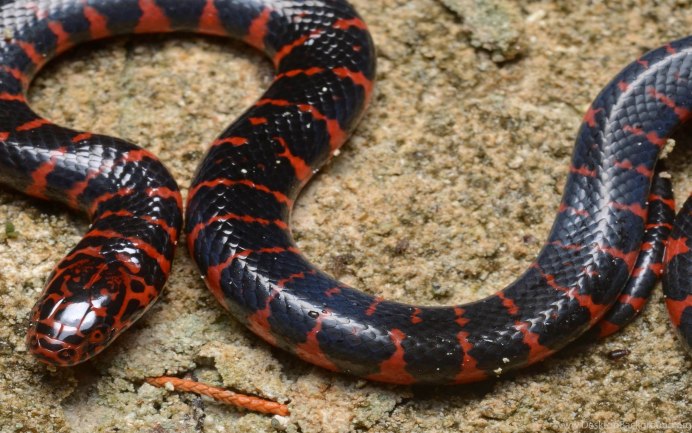 Королевская змея (Lampropeltis)