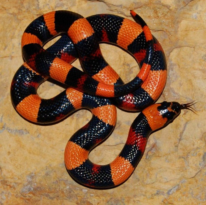 Lampropeltis Triangulum annulata