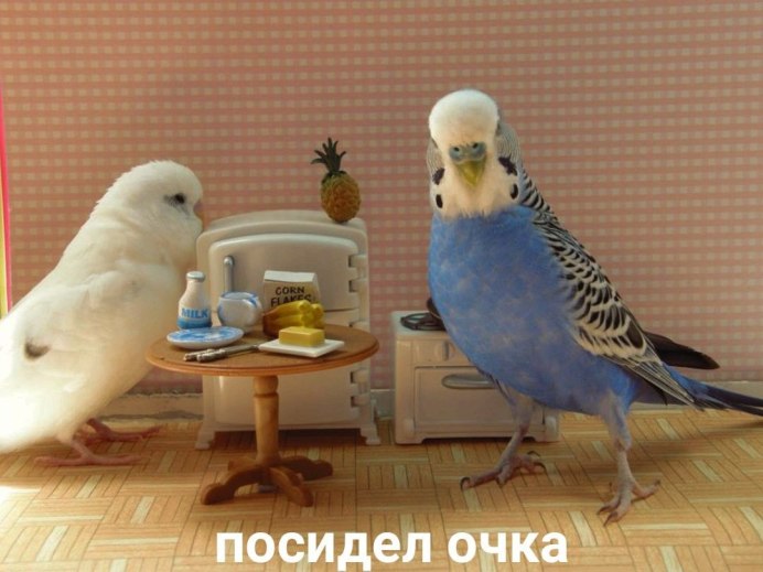 Волнистый попугай смешной