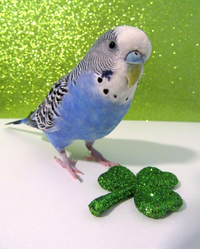 Budgie попугай