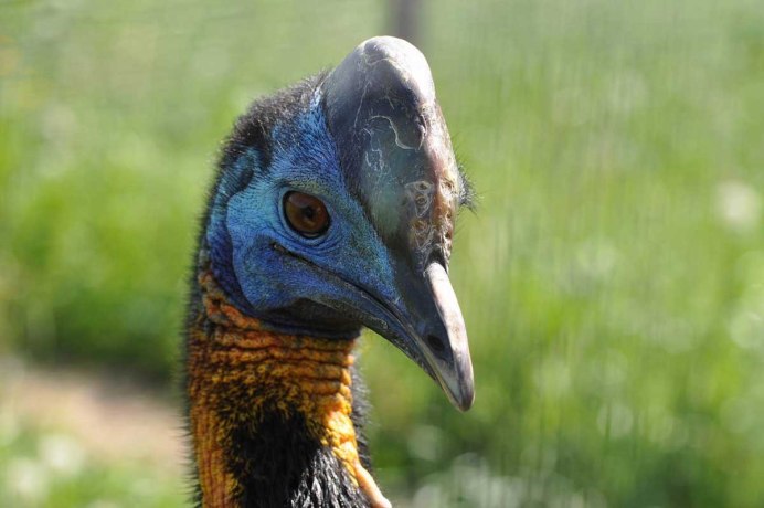 Casuarius Bennetti