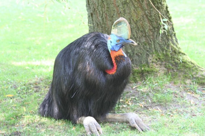 Шлемоносный казуар (casuarius casuarius);