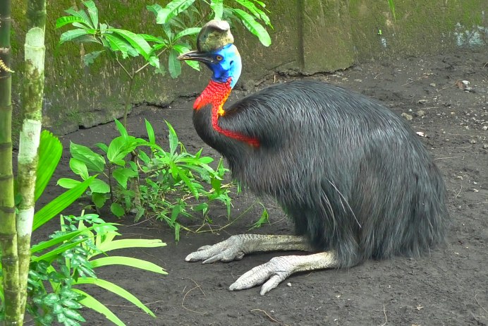 Casuarius casuarius