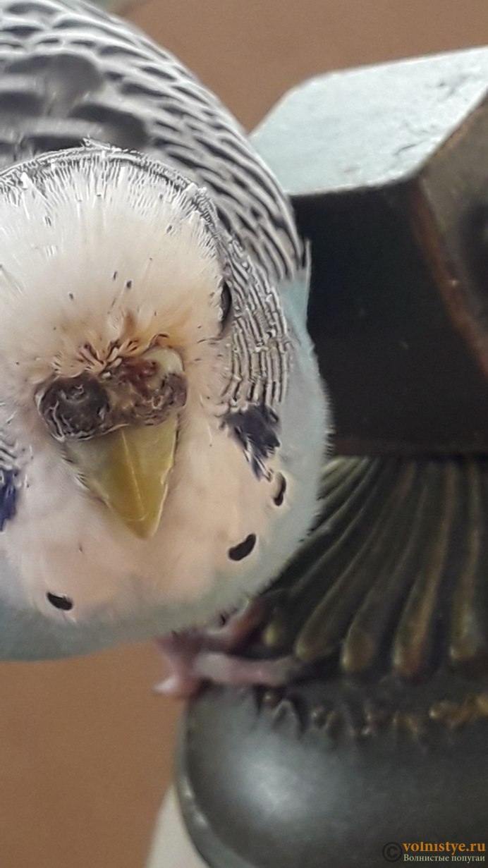 Коричневый нос у попугая волнистого