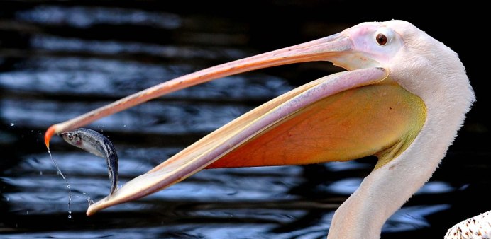 Розовый Пеликан Pelecanus onocrotalus
