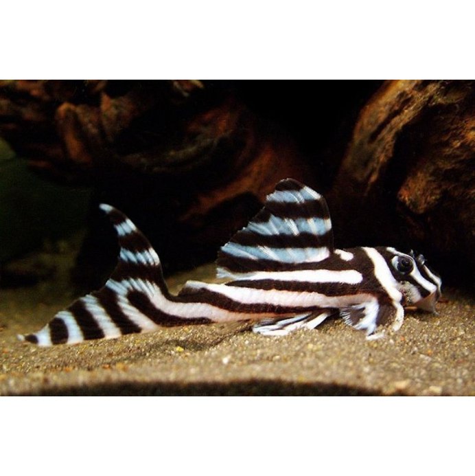 L 397 Hypancistrus