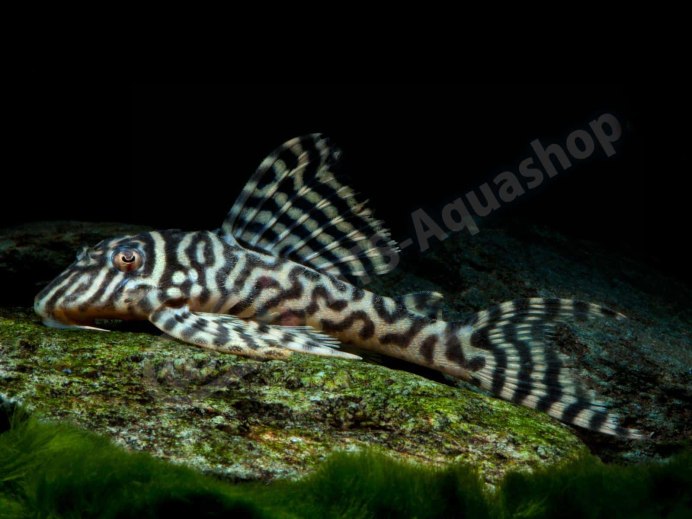 Rarest Pleco Fish