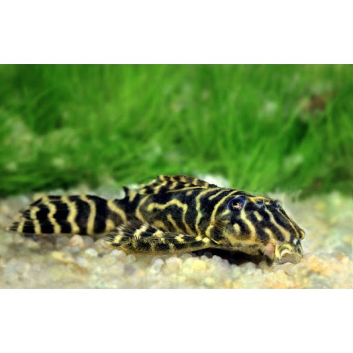 Гипанциструс l333 Gold