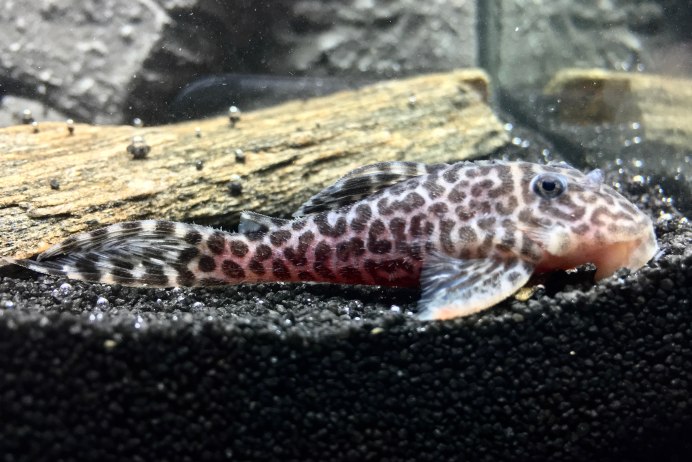 Baryancistrus SP. L-177