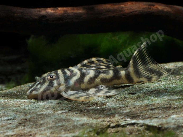 L287 Hypancistrus SP