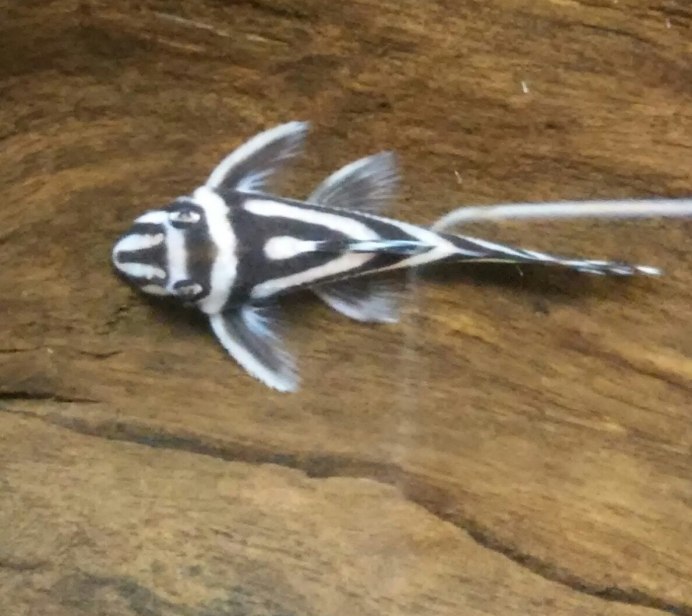 Hypancistrus SP. (L236)